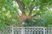 ea_8_170290606