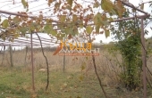 ea_DSCN2523