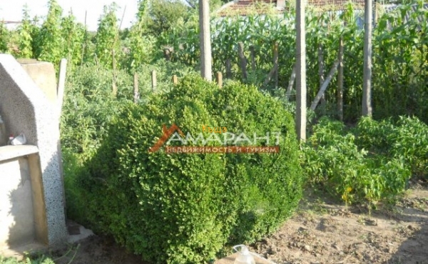 ea_DSCN1156