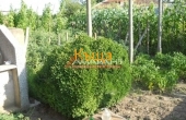 ea_DSCN1156